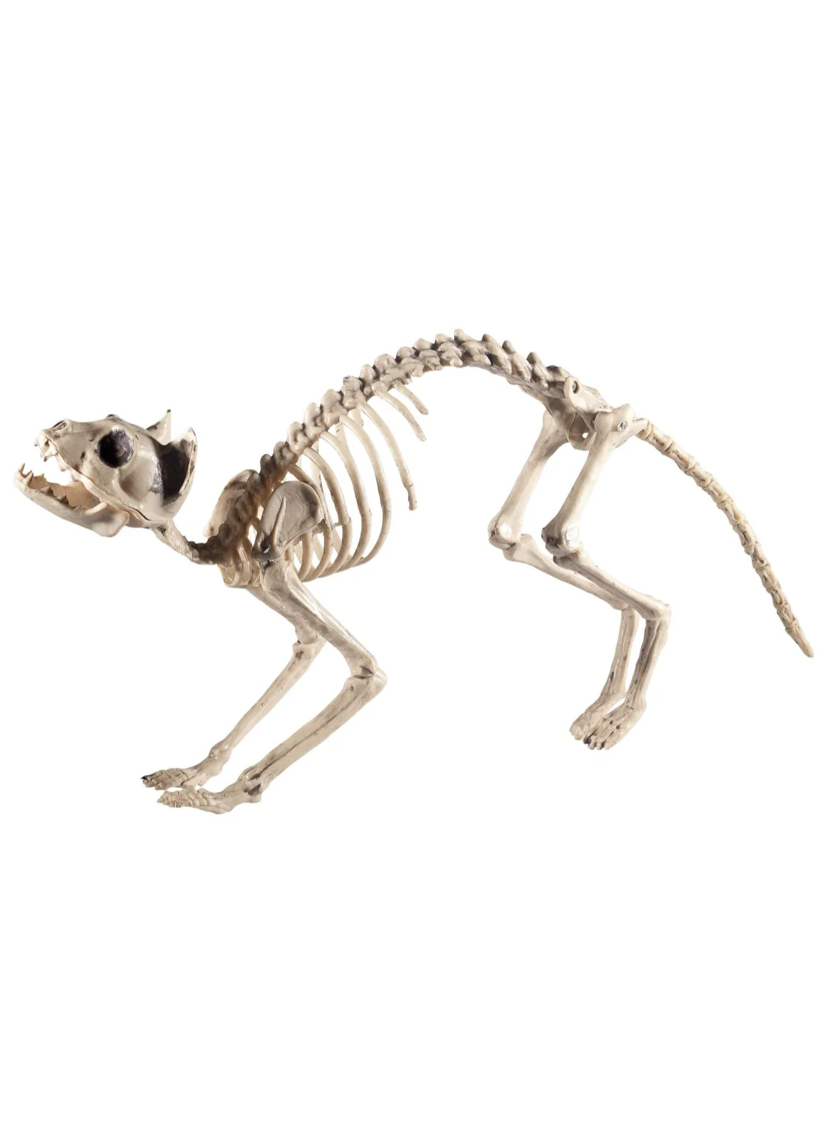 Cat Skeleton Prop