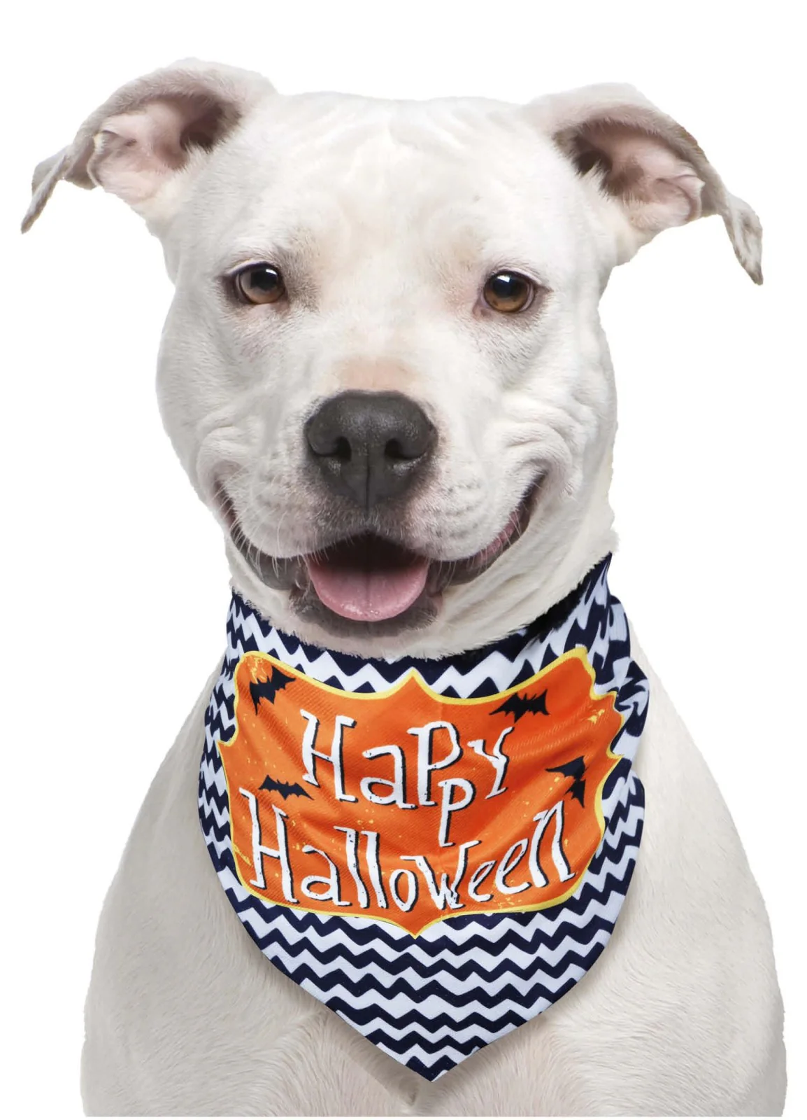 Happy Halloween Pet Scarf