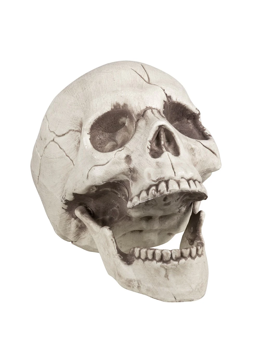 Skull with Movable Jaw - Image 2